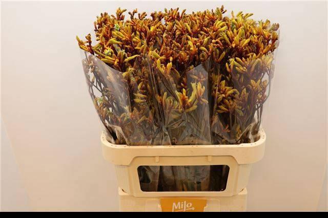 <h4>Anigoz Gold Fever</h4>