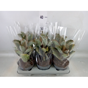 Kalanchoe NF beharensis
