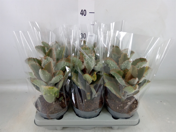 <h4>Kalanchoe NF beharensis</h4>