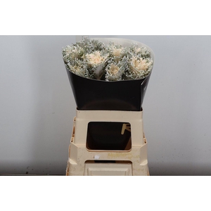 Snijgroen Brass Klb H