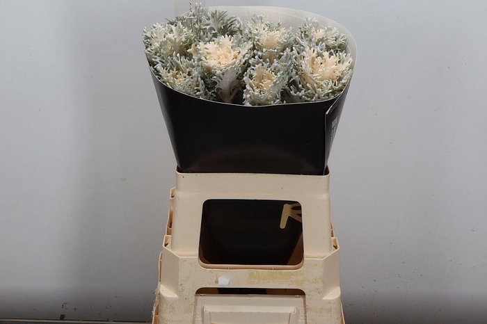 <h4>Snijgroen Brass Klb H</h4>