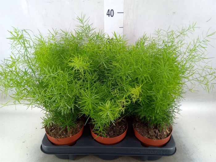 <h4>Asparagus dens. 'Sprengeri'</h4>