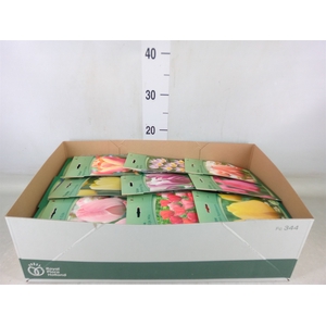 Flowerbulbs, corns or tubers   ...