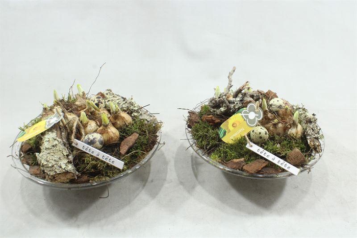 <h4>7115 GLAS 25 TETE</h4>