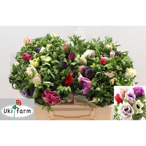 ANEM CO GALIL PASTEL