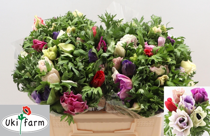 <h4>ANEM CO GALIL PASTEL</h4>