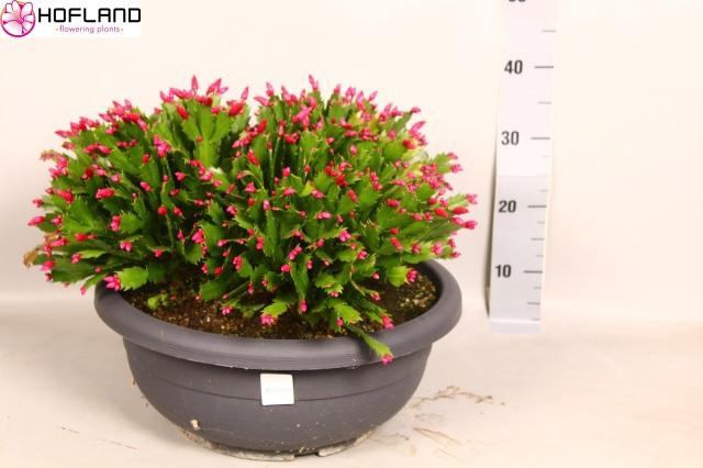 <h4>SCHLUMB ZARAIKA</h4>