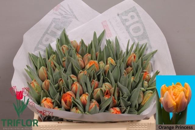 <h4>TU DU ORANGE PRINCES</h4>