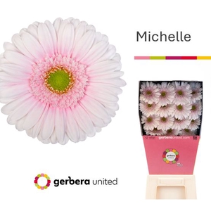 Gerbera Michelle Diamond