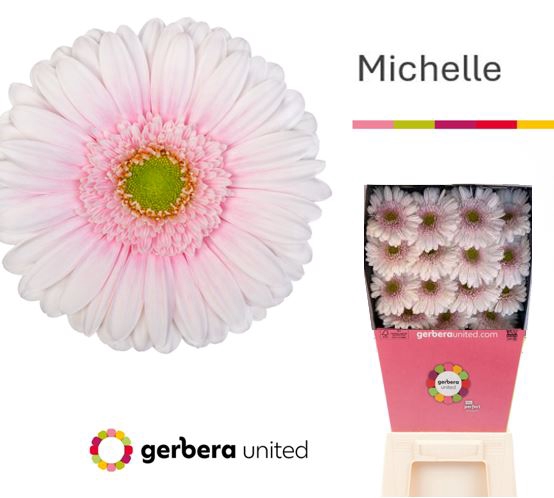<h4>Gerbera Michelle Diamond</h4>