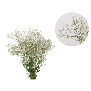GYPSOPHILA DYNAMIC LOVE 070 CM