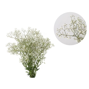 GYPSOPHILA DYNAMIC LOVE 070 CM MIN 250 GRAMAS
