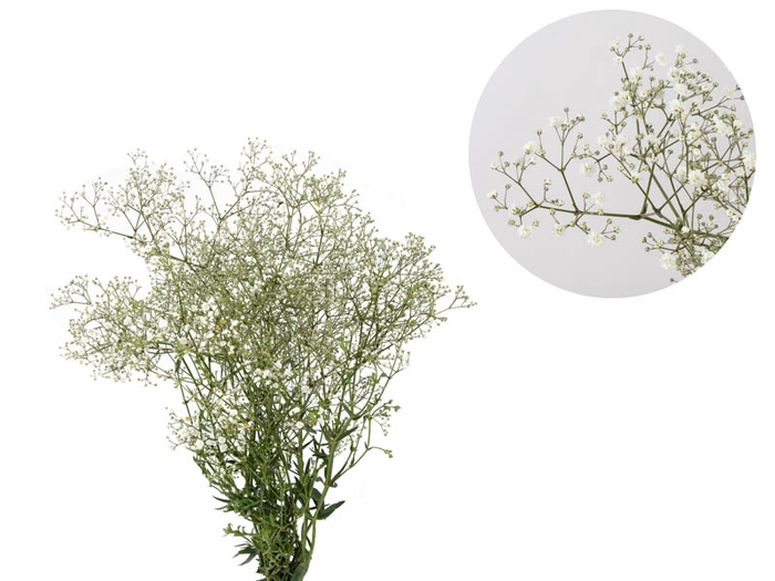 <h4>GYPSOPHILA DYNAMIC LOVE 070 CM MIN 250 GRAMAS</h4>