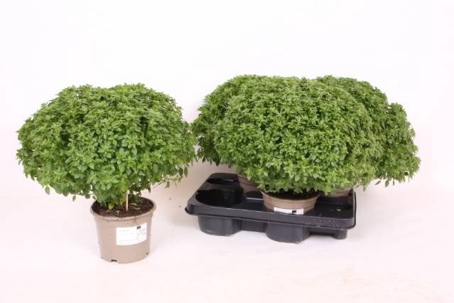 <h4>OCIMUM BASILICUM</h4>