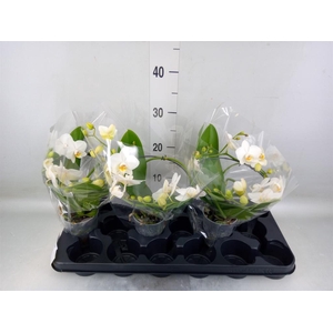 Phalaenopsis multi.   ...white