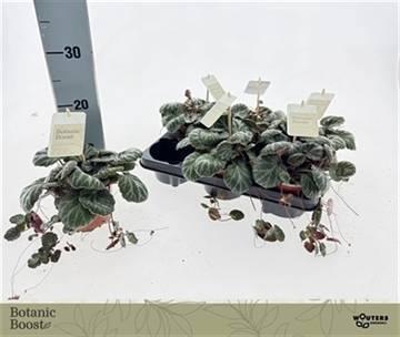 <h4>SAXI STOLONIFERA</h4>