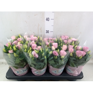 Eustoma russ. DU 'Julietta Pink'