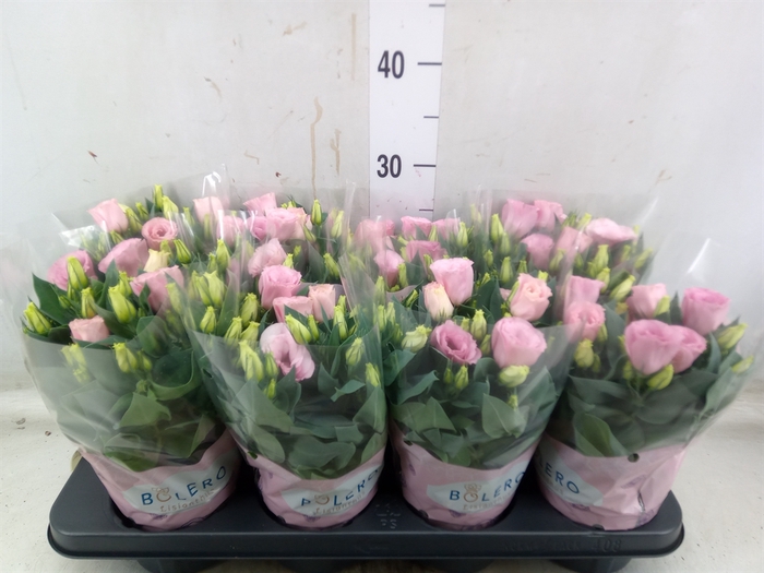 <h4>Eustoma russ. DU 'Julietta Pink'</h4>