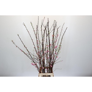 Prunus Triloba Branched