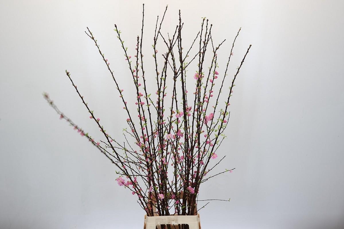 <h4>Prunus Triloba Branched</h4>