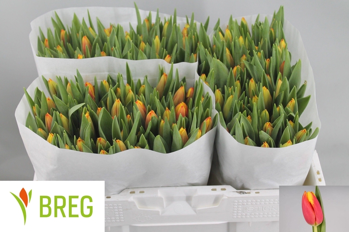 <h4>TU EN DOW JONES</h4>