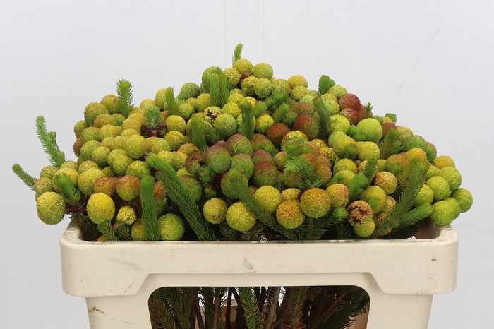 <h4>Cape Green Baubles</h4>