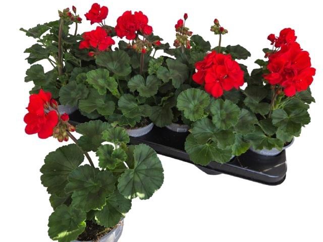 <h4>PEL ZON P TAN D RED</h4>