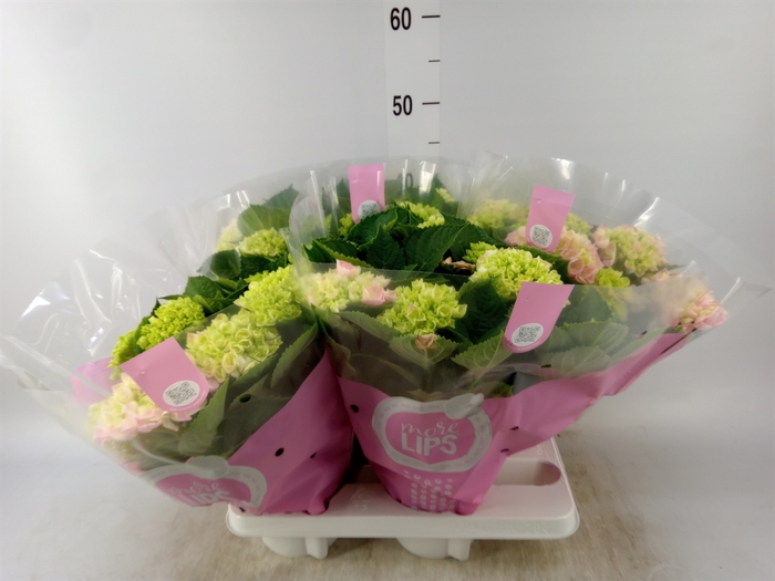 <h4>Hydrangea mac.   ...</h4>