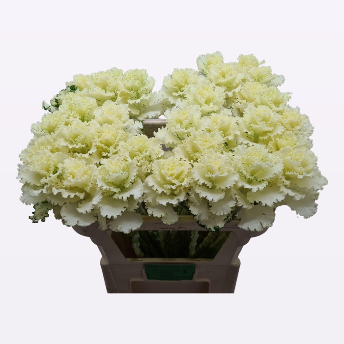 BRASS CRANE RU WHITE