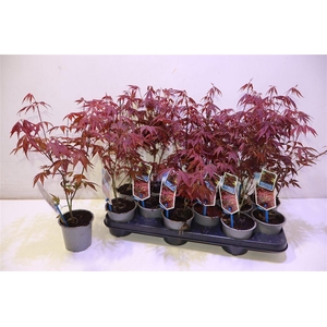 arr8 Acer Pa Atropurpureu