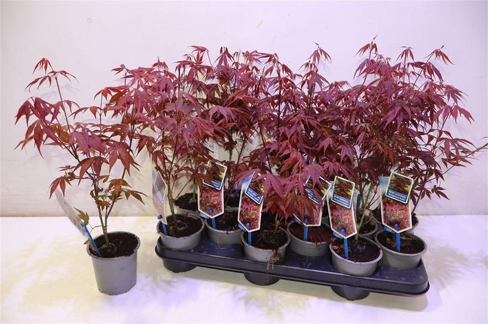 <h4>Acer Pa Atropurpureu</h4>