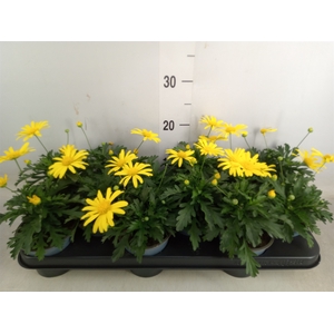 Bidens fer. 'Golden Empire'