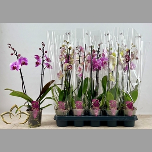 PHAL GEM