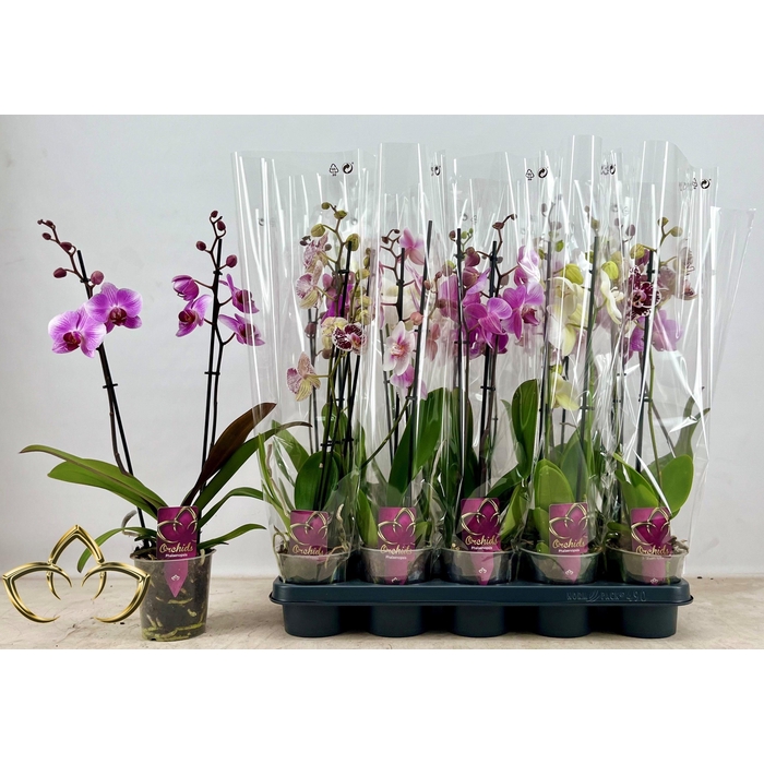 <h4>PHAL GEM</h4>