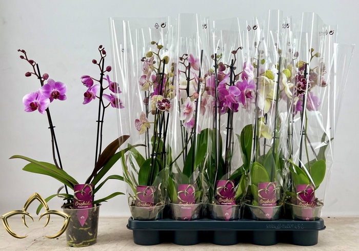 PHAL GEM