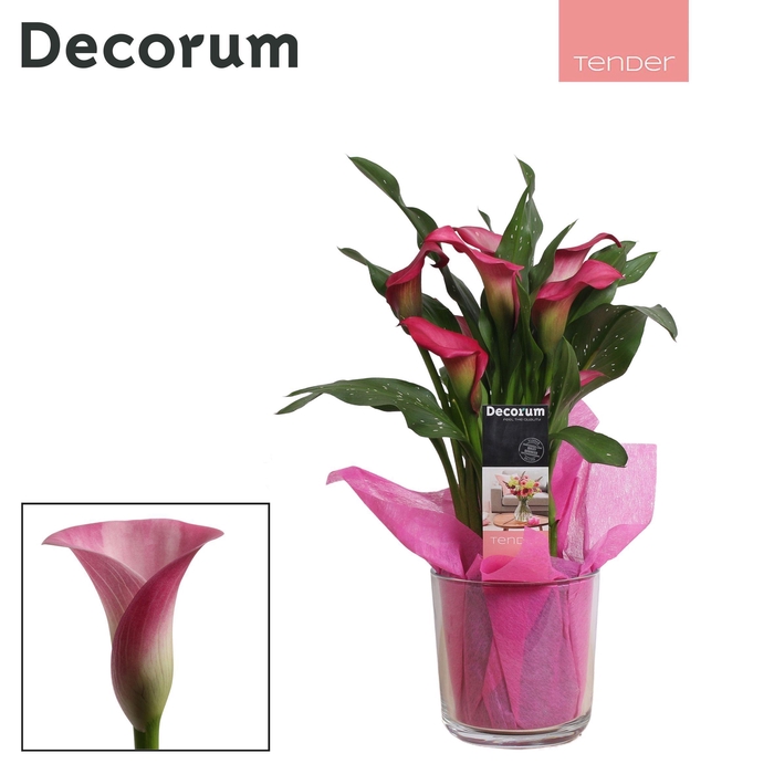 <h4>Zantedeschia (Calla) Roze in Claudia glas LOVE (Decorum)</h4>