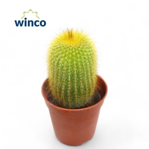 PARODIA LENINGHAUSII