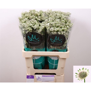 Astrantia Billion Stars