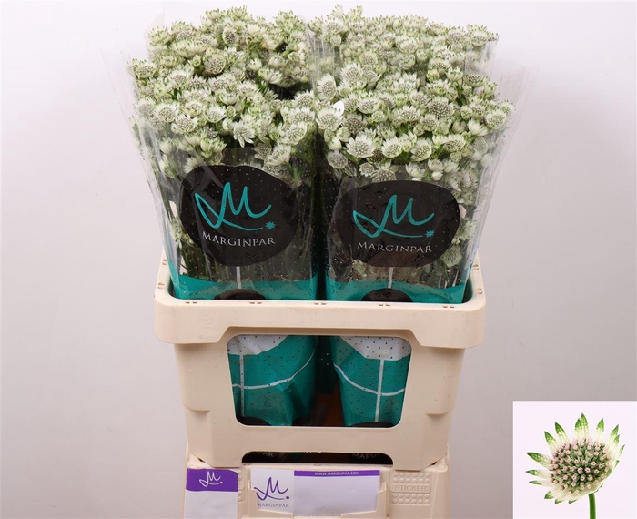 <h4>Astrantia Billion Stars</h4>