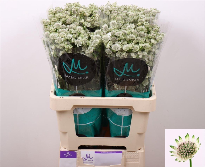 <h4>Astrantia Billion Stars</h4>