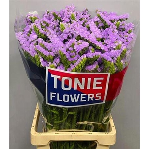 Lim S Tonie Lavender