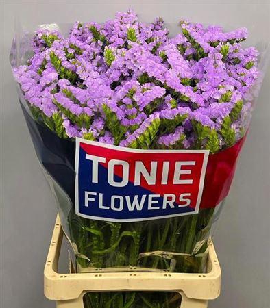 <h4>Lim S Tonie Lavender</h4>