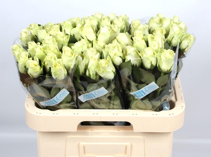 <h4>R GR SNOWSTORM+</h4>