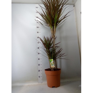 Dracaena marg. 'Magenta'