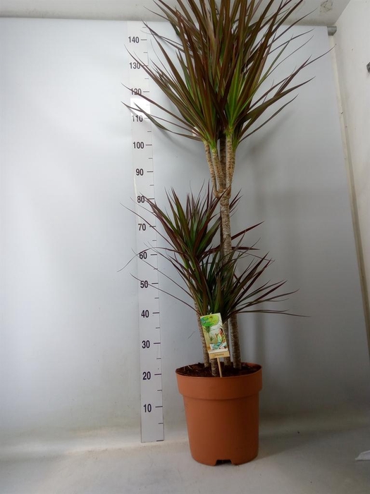 <h4>Dracaena marg. 'Magenta'</h4>