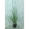 Cortaderia selloana Pumila