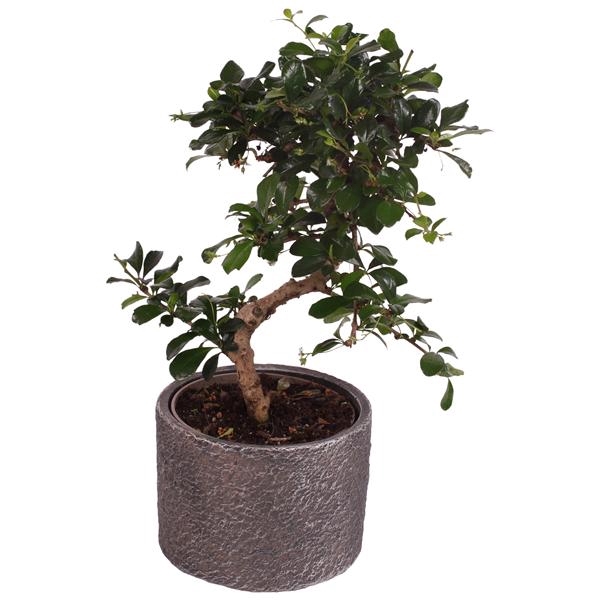 <h4>Bonsai Indoor Mix Ø12cm S-Shape in Ø 14cm Ceramic NT566</h4>