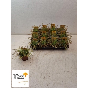 DROSERA