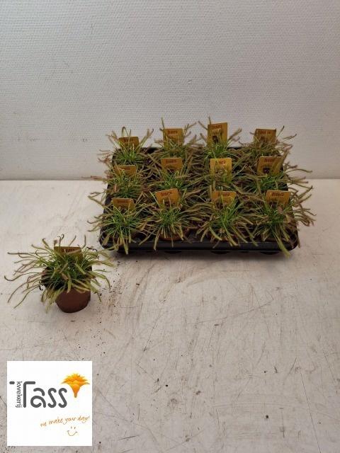 <h4>DROSERA</h4>