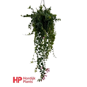 Aeschynanthus Pink Polka; bloeiend